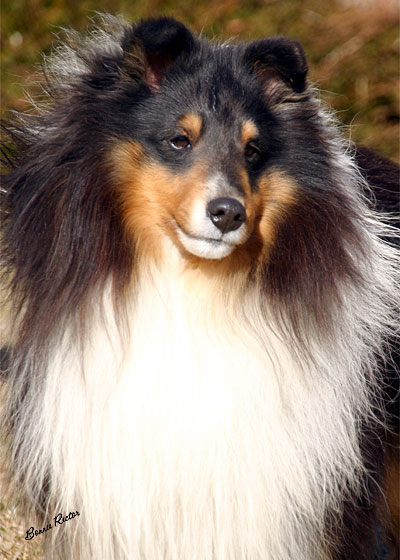 Black best sale diamond shelties